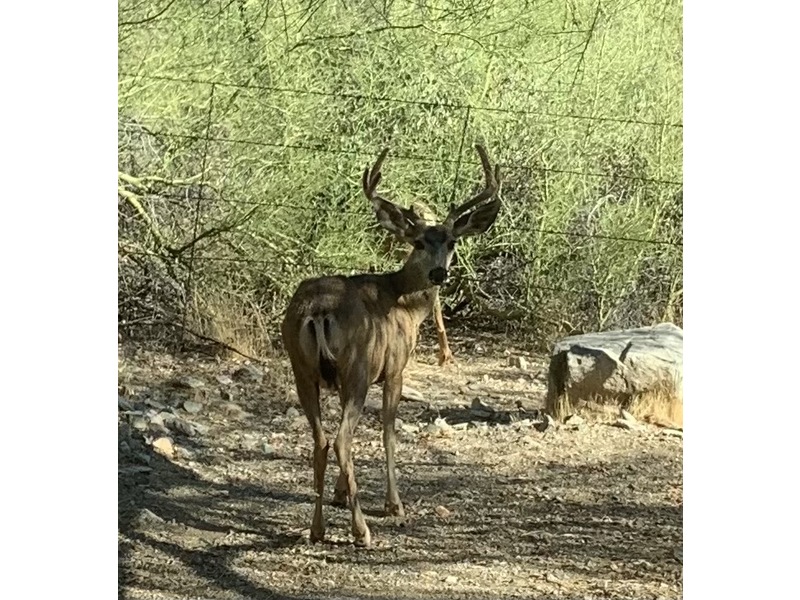 Carmex Lip Balm Medicated