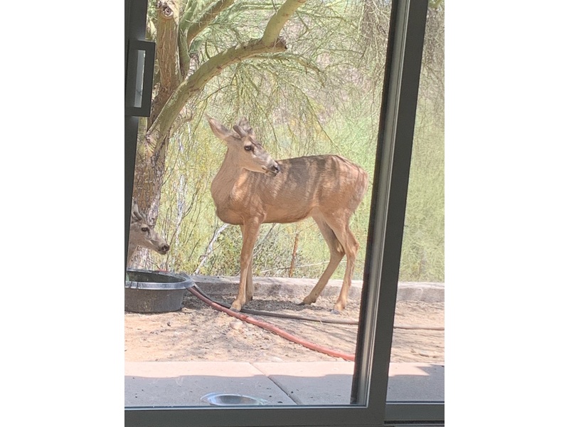 Carmex Lip Balm Medicated