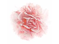 L'Oreal Paris Age Perfect Rosy Tone Moisturizer, 1.7 oz - thumbnail 13