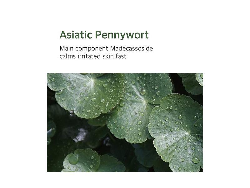 ROUND LAB Mugwort Calming Cream, (2.71fl.oz)