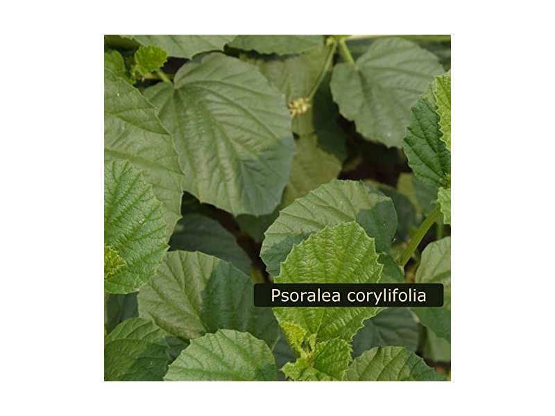 Lanoline Bakuchiol Firming Serum, Vitamin C, 1.18 fl oz/35 mL